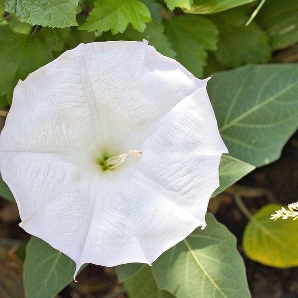 June Preorder - 4 Live Plants - Moonflower Vine, White Morning Glory, L. Ipomoea alba, Moon Vine, Night Blooming