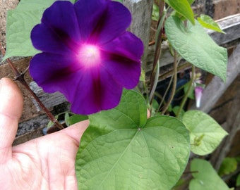 Morning Glory Plant Etsy