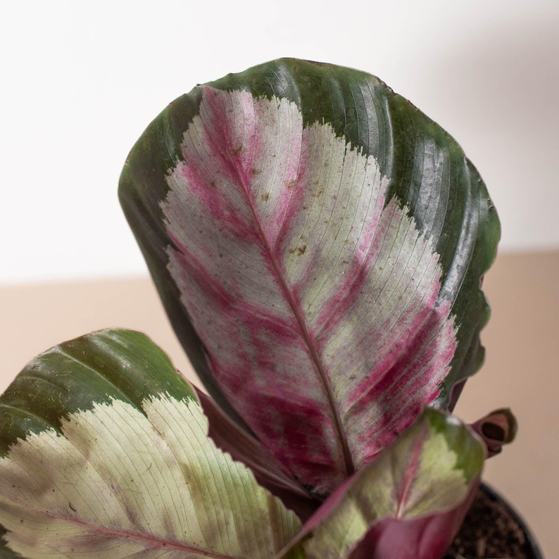 SunSoakedPlants Calathea roseopicta Silvia - Thumbnail 4