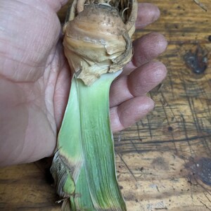 May include: A plant bulb with a tan, papery outer layer and a light green, flat leaf base extending downward. The top of the bulb features a cluster of thin, light brown roots extending upward, showing natural textures and organic plant structures.