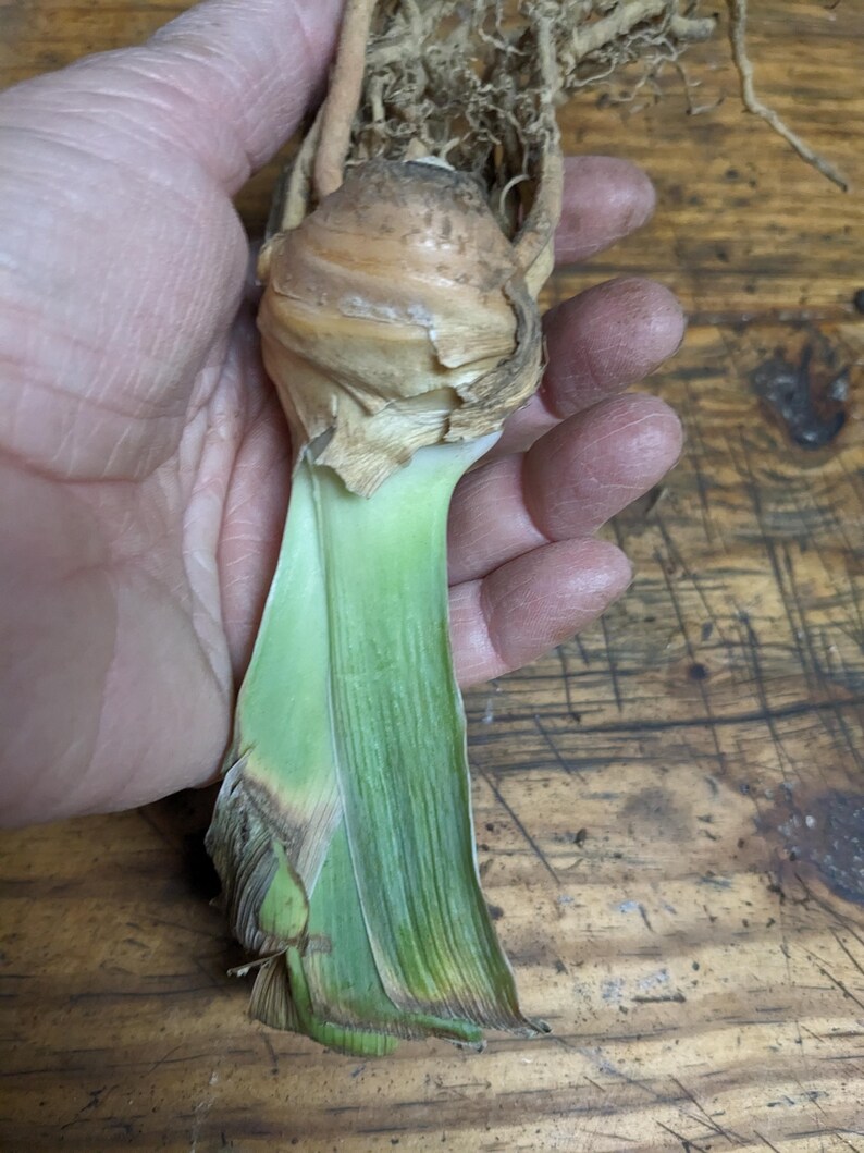 May include: A plant bulb with a tan, papery outer layer and a light green, flat leaf base extending downward. The top of the bulb features a cluster of thin, light brown roots extending upward, showing natural textures and organic plant structures.