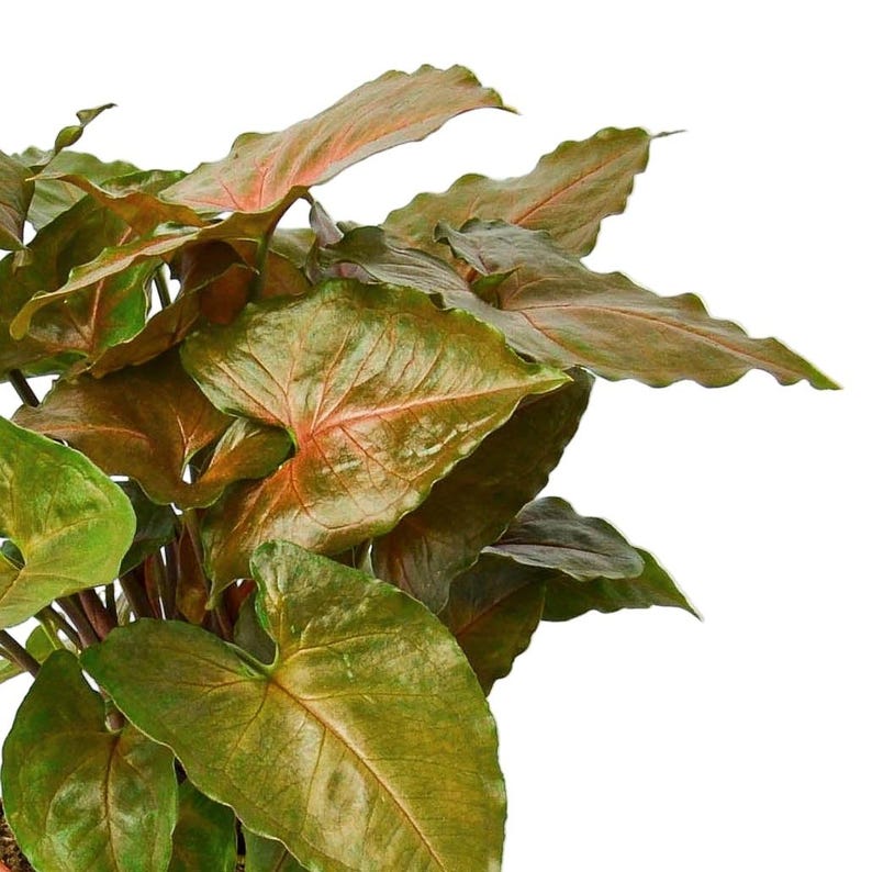 SunSoakedPlants Syngonium Merry - Thumbnail 2