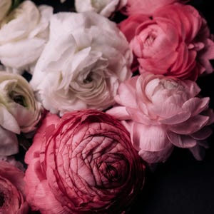 Fall Preorder - Pack of 20 - Colorful Ranunculus Mix - Persian Buttercup, Romantic Mix - Aviv - Size 7+
