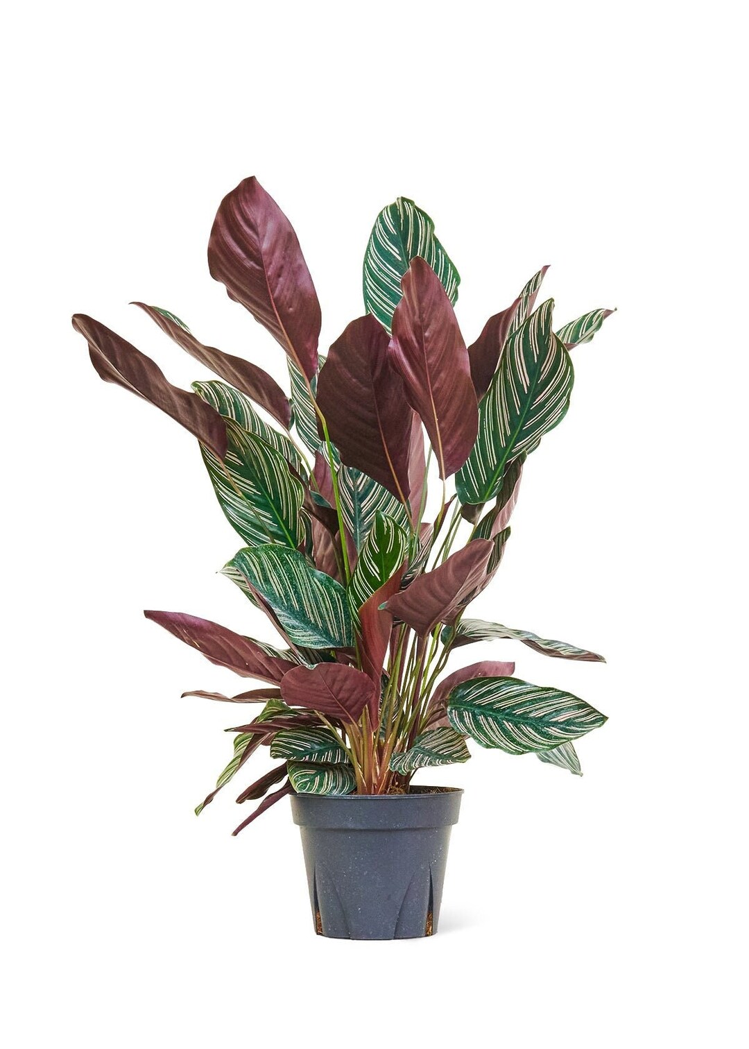 Calathea Pinstripe Plant, 8 Pot Calathea Ornata Etsy