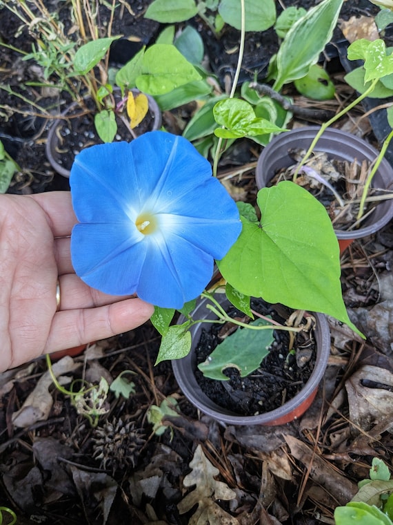 4 Live plants, Morning Glory Vines, - Heavenly Blue.