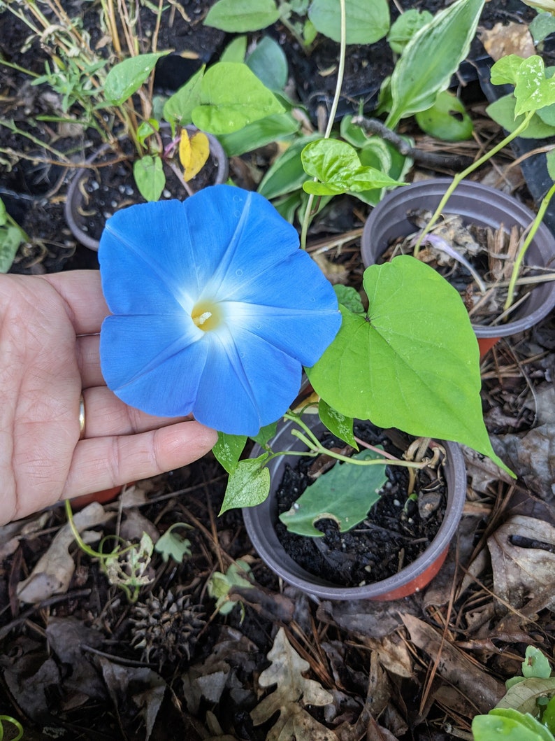 K&ouml;nnte beinhalten: Eine blaue Morgenr&ouml;hre mit wei&szlig;em Zentrum, die in einem Topf mit gr&uuml;nen Bl&auml;ttern w&auml;chst.