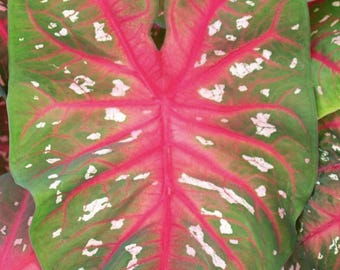 Pack of 10 - Red Flash, Fancy Leaf Caladium Tubers