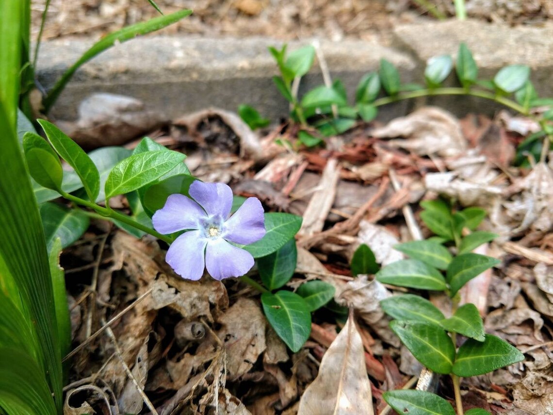 Pack of 10 Vinca Minor Fastgrowing Evergreen Ground Cover Etsy