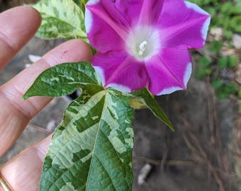 NEW - Live Plant, for hanging baskets - Fuchsia Sun Smile - Japanese Morning Glory, Rare Variety