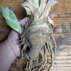 May include: A plant bulb with a thick, tan, textured base and a cluster of long, pale, fibrous roots extending downward. The top of the bulb features dried, papery, light brown leaves alongside a single, smaller, vibrant green sprout.