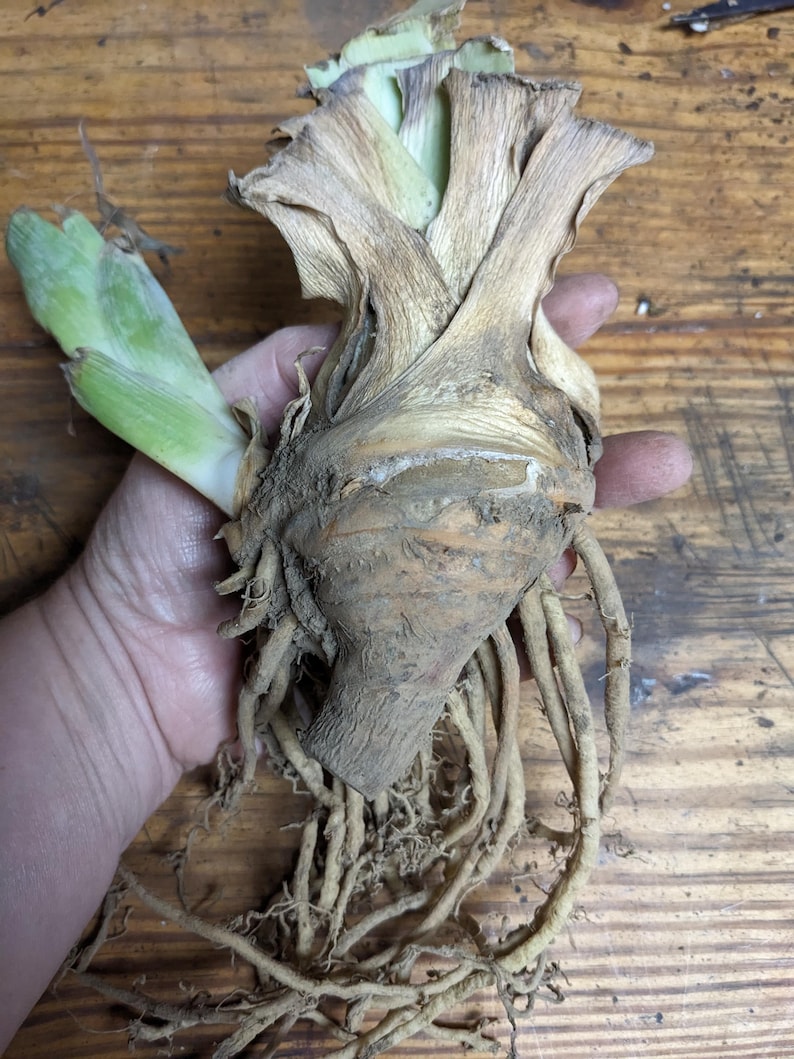 May include: A plant bulb with a thick, tan, textured base and a cluster of long, pale, fibrous roots extending downward. The top of the bulb features dried, papery, light brown leaves alongside a single, smaller, vibrant green sprout.