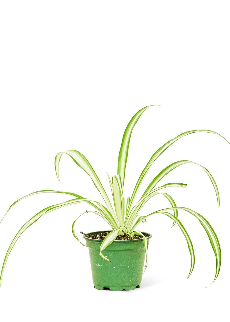 Spider Plant, 4 Pot, Spider Ivy, Airplane Plant, Chlorophytum Comosum
