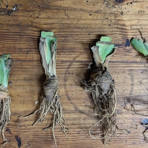 May include: Five iris rhizomes arranged in a row from smallest to largest. Each rhizome features a light green, trimmed fan of leaves at the top, a tan, bulbous root structure in the center, and a dense cluster of thin, light brown fibrous roots.