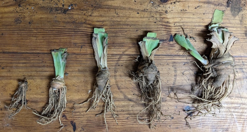 May include: Five iris rhizomes arranged in a row from smallest to largest. Each rhizome features a light green, trimmed fan of leaves at the top, a tan, bulbous root structure in the center, and a dense cluster of thin, light brown fibrous roots.