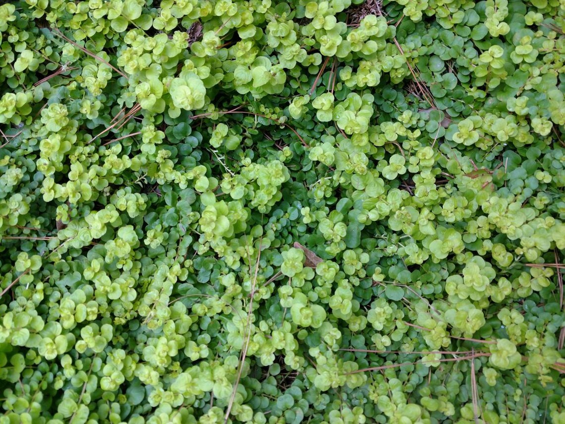 SALE Creeping Jenny pack of 3 one more FREE Lysimachia Etsy