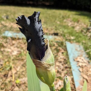 May include: A dark purple, almost black, iris flower bud emerging from a green sheath. The petals are tightly furled and have a ruffled, textured appearance. A smaller, unopened green bud is visible on a separate stem below the main flower.