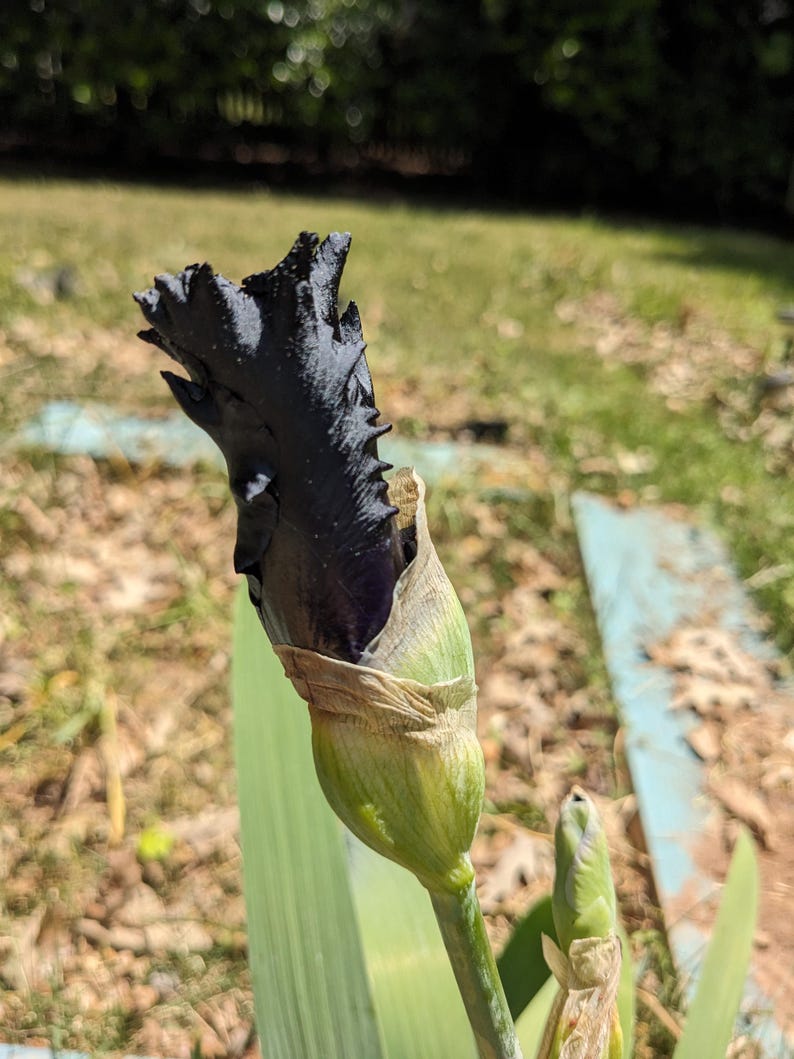 May include: A dark purple, almost black, iris flower bud emerging from a green sheath. The petals are tightly furled and have a ruffled, textured appearance. A smaller, unopened green bud is visible on a separate stem below the main flower.