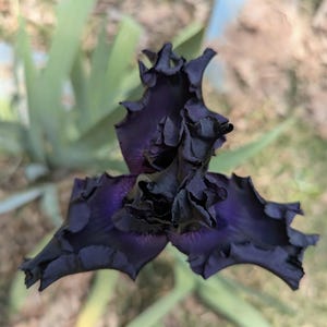 May include: A deep dark purple iris flower with ruffled, velvety petals. The bloom features a complex, layered structure with a central core and three prominent, wide-spreading petals, showcasing a rich, saturated color palette.