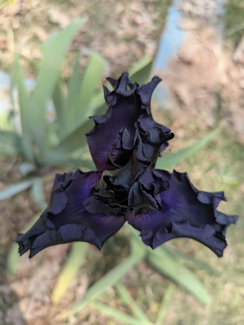 May include: A deep dark purple iris flower with ruffled, velvety petals. The bloom features a complex, layered structure with a central core and three prominent, wide-spreading petals, showcasing a rich, saturated color palette.