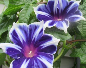 Live Plant - Japanese Morning Glory, Rare Variety, 'Kikyo Snowflake', Morning Glory Vine