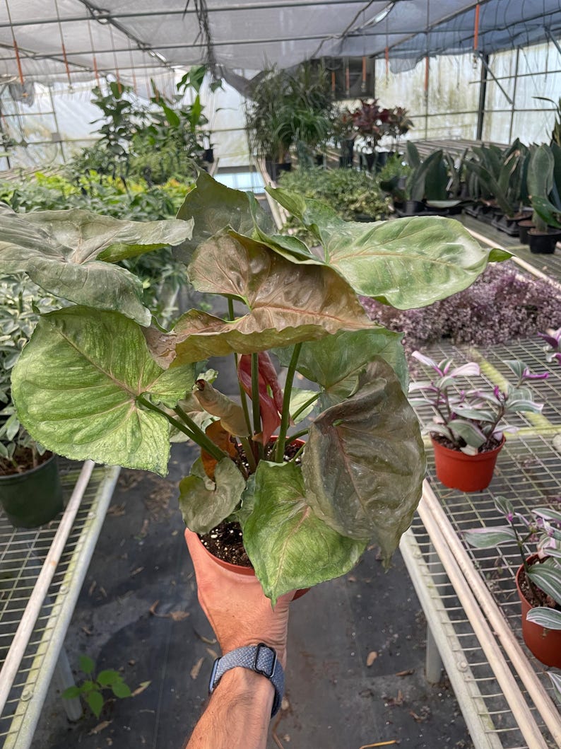 SunSoakedPlants Syngonium Merry - Thumbnail 4