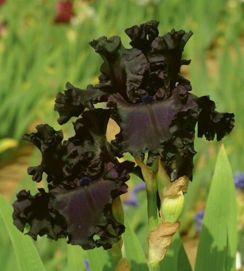 May include: A tall iris flower featuring deep, dark purple to black petals with heavily ruffled edges. The bloom is supported by a green stem with light green, papery bracts at the base, showcasing a complex, layered structure of dark floral petals.
