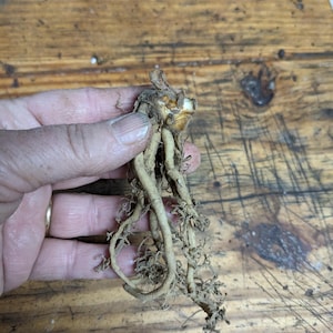 May include: A light brown plant root with a central bulbous crown and several long, thin, fibrous roots extending downward. The root system appears dry and earthy, featuring a textured surface with small, tangled root hairs attached.