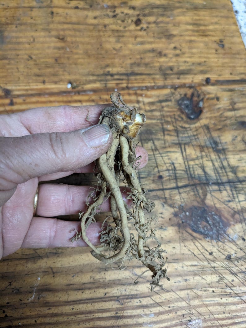 May include: A light brown plant root with a central bulbous crown and several long, thin, fibrous roots extending downward. The root system appears dry and earthy, featuring a textured surface with small, tangled root hairs attached.