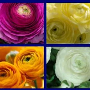 Size XL - Colorful  Tecolote  Ranunculus Mix - Persian Buttercup Colorful Mix
