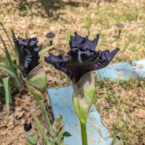 May include: Two deep purple, almost black iris flowers with ruffled petals and prominent green sepals. The stems are slender and green, supporting the blooms. Several smaller, unopened iris buds are visible on the lower stalks.