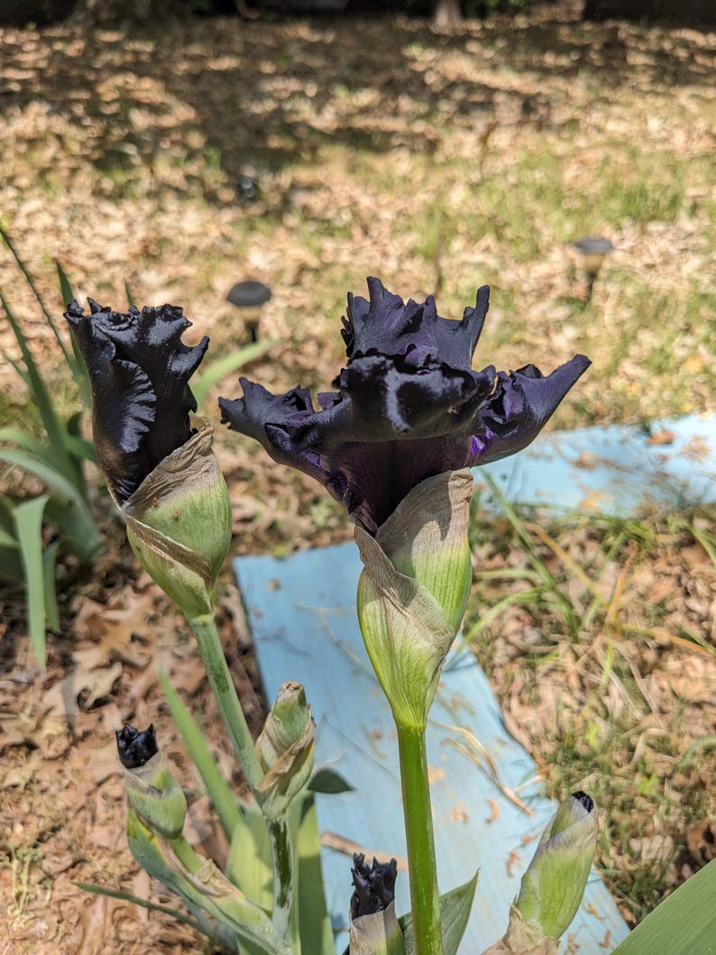 May include: Two deep purple, almost black iris flowers with ruffled petals and prominent green sepals. The stems are slender and green, supporting the blooms. Several smaller, unopened iris buds are visible on the lower stalks.
