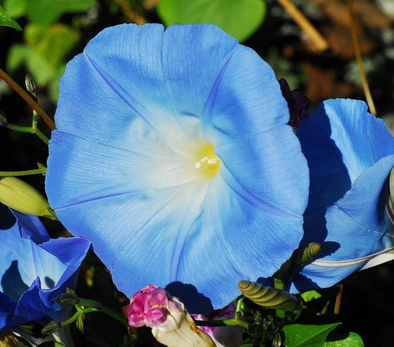 K&ouml;nnte beinhalten: Eine Nahaufnahme einer blauen  Wunderblume mit wei&szlig;em Zentrum. Die Blume ist scharf, w&auml;hrend der Hintergrund unscharf ist.