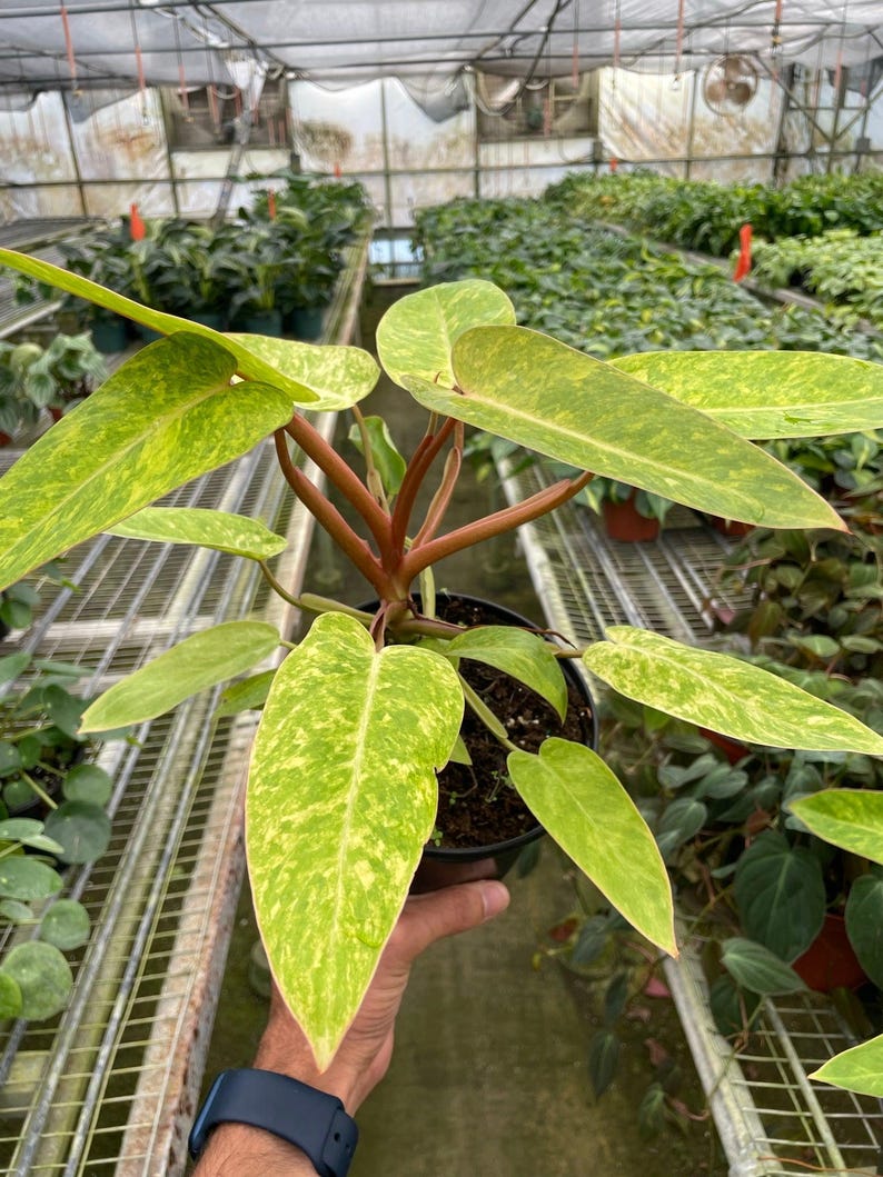 SunSoakedPlants Philodendron Painted Lady - Thumbnail 4