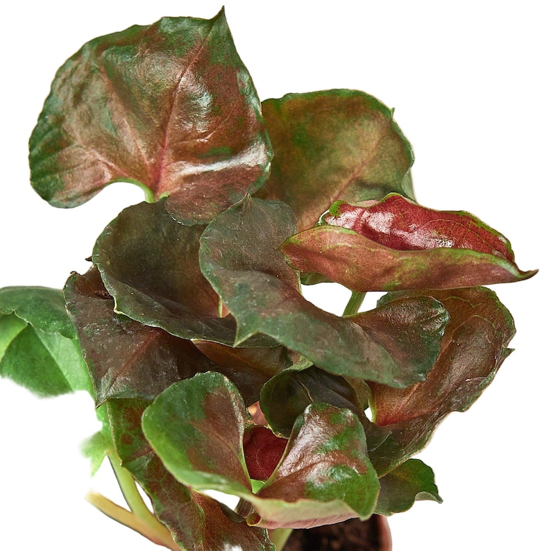 SunSoakedPlants Syngonium Merry - Thumbnail 5