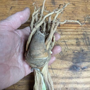 May include: A beige plant bulb with a rounded base and a cluster of long, thin, fibrous roots extending from the top. The bulb features a dry, papery outer layer with a light brown texture, transitioning into a pale green stem at the bottom end.