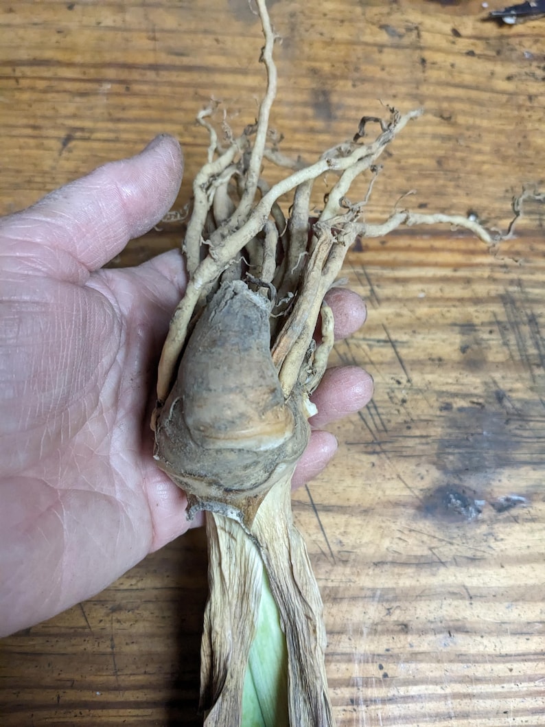 May include: A beige plant bulb with a rounded base and a cluster of long, thin, fibrous roots extending from the top. The bulb features a dry, papery outer layer with a light brown texture, transitioning into a pale green stem at the bottom end.