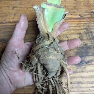 May include: A plant rhizome with a thick, bulbous, tan-colored root structure and a cluster of long, thin, light brown roots extending downward. The top section features a short, pale green stem with dry, papery, light brown outer leaves.