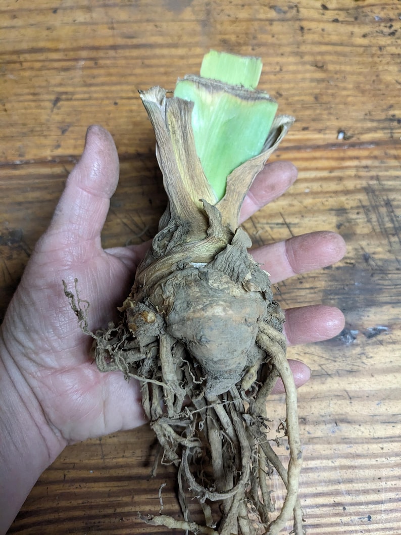 May include: A plant rhizome with a thick, bulbous, tan-colored root structure and a cluster of long, thin, light brown roots extending downward. The top section features a short, pale green stem with dry, papery, light brown outer leaves.