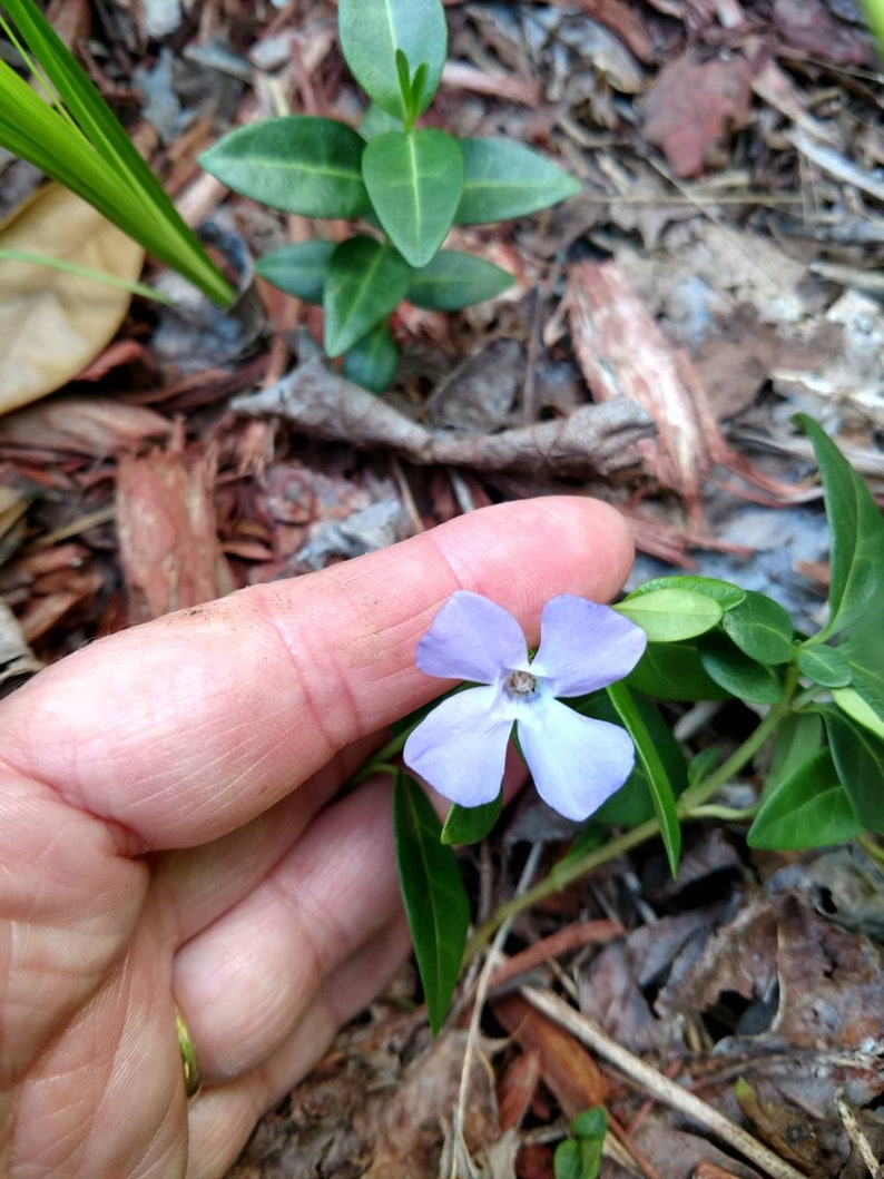 Pack of 10 Vinca Minor Fastgrowing Evergreen Ground Cover Etsy