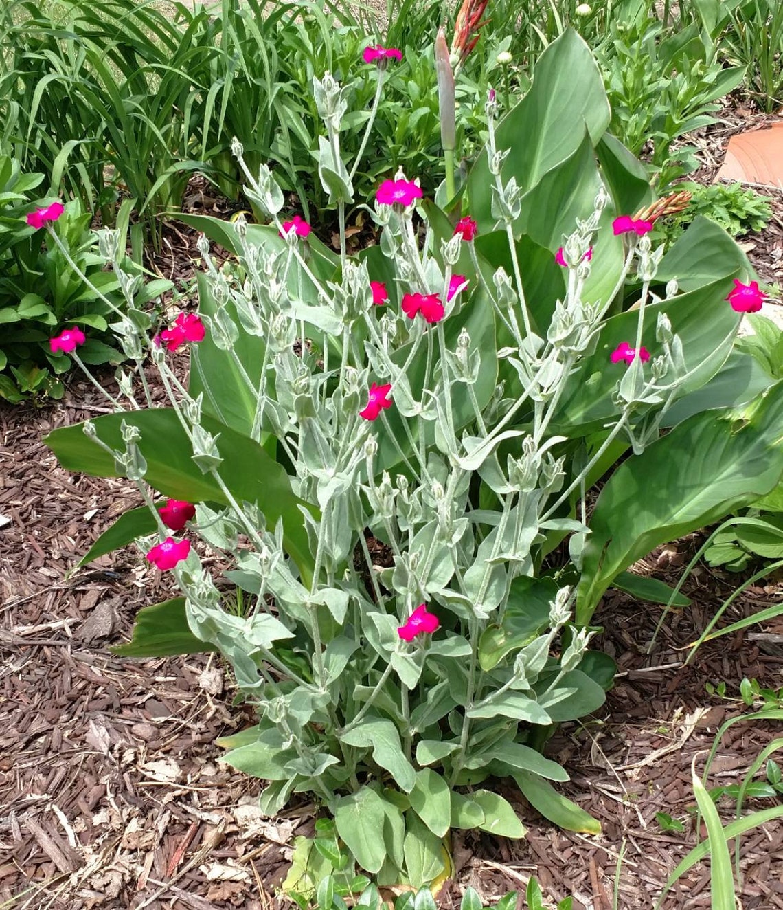 Rose campion pack of 3 Silene coronaria preorder for Etsy