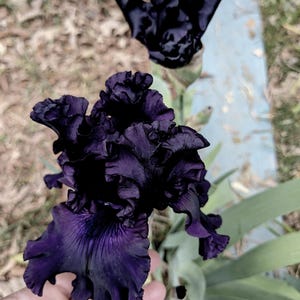 May include: A deep dark purple iris flower with ruffled, velvety petals and a complex, layered structure. The bloom displays intense, saturated violet and black tones throughout its intricate, wavy petal edges and central throat.