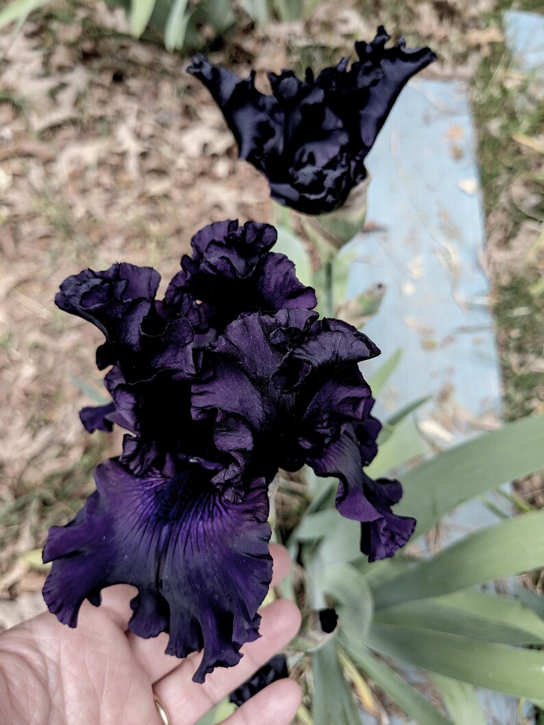 May include: A deep dark purple iris flower with ruffled, velvety petals and a complex, layered structure. The bloom displays intense, saturated violet and black tones throughout its intricate, wavy petal edges and central throat.