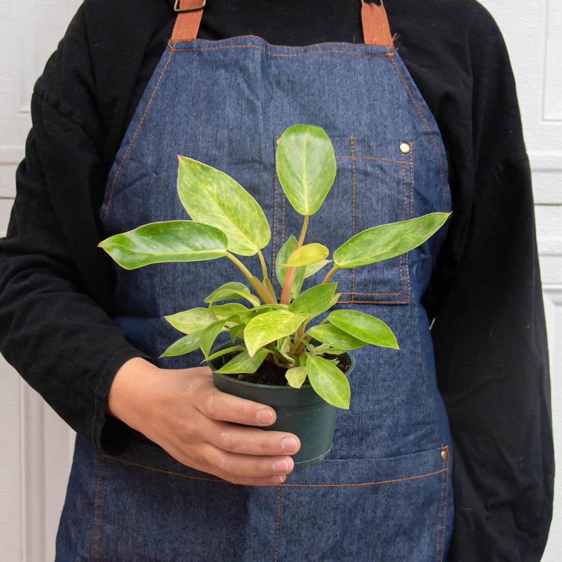 SunSoakedPlants Philodendron Painted Lady - Thumbnail 3