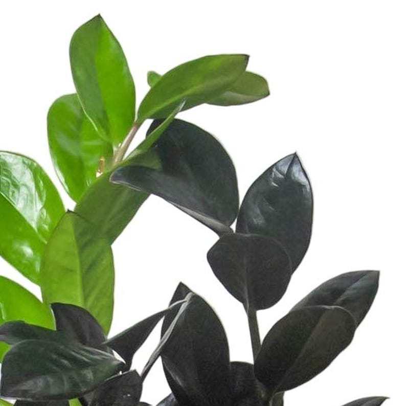 SunSoakedPlants ZZ Plant Zamioculcas - Thumbnail 3
