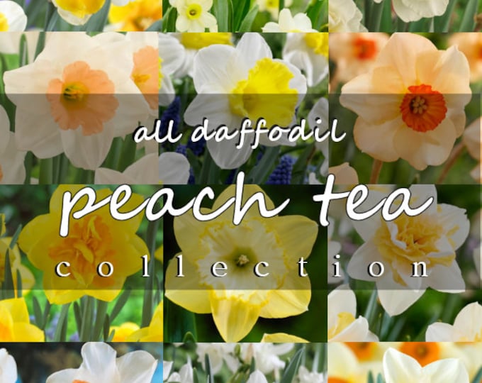 3 Drumstick Allium Premium Bulbs pre Chilled for Indoor Forcing Etsy