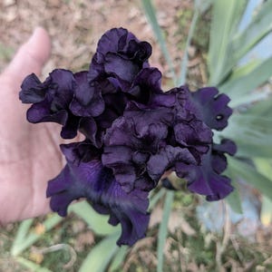May include: A deep, dark purple iris flower with heavily ruffled, velvety petals. The bloom displays a rich, saturated violet-black color throughout its complex, layered structure, with subtle lighter purple veining visible near the center.