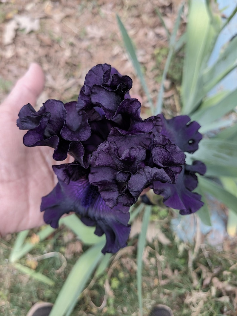 May include: A deep, dark purple iris flower with heavily ruffled, velvety petals. The bloom displays a rich, saturated violet-black color throughout its complex, layered structure, with subtle lighter purple veining visible near the center.