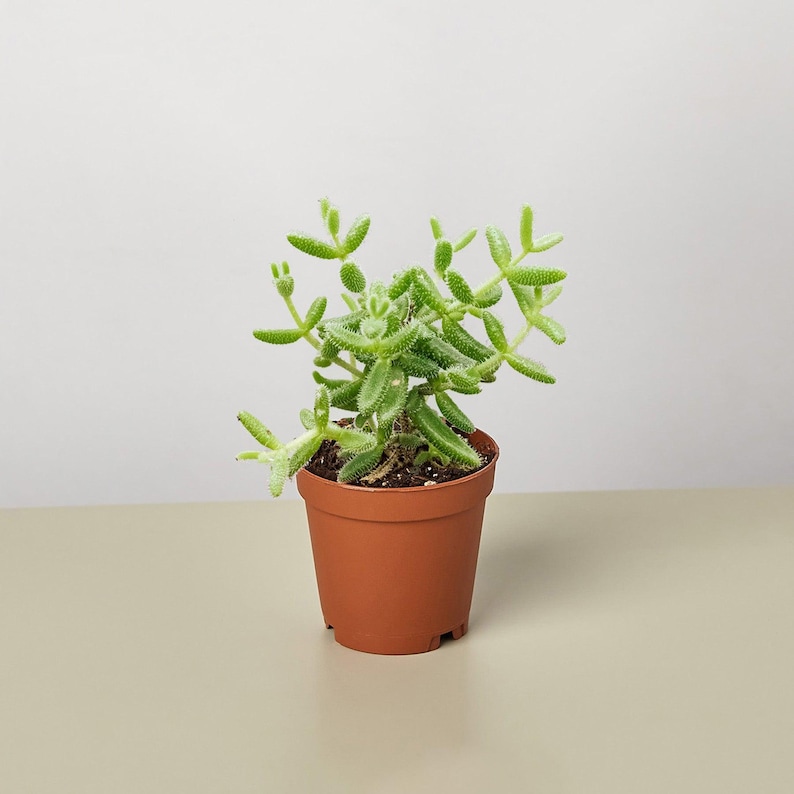 SunSoakedPlants Delosperma echinatum Pickle Plant