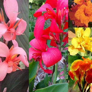 3er-Pack plus einen weiteren kostenlosen, bunten Canna Lily Mix