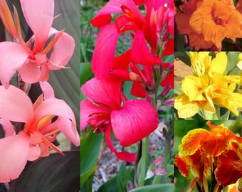 Pack of 3, plus one more Free, Colorful Canna Lily Mix